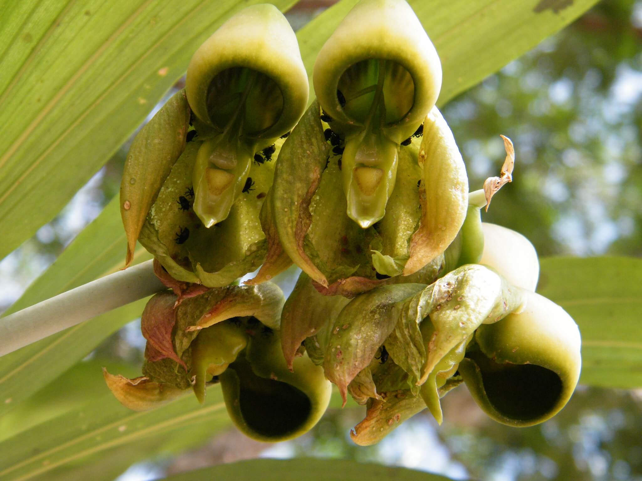 Catasetum integerrimum